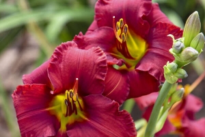 Hemerocallis 'Blazing Returns' New 2024